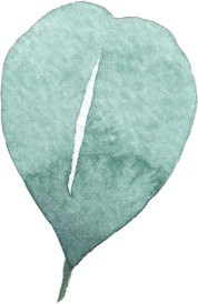 Eucalyptus leaf watercolor illustration